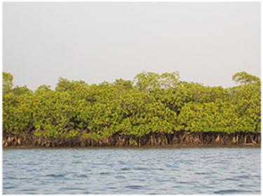Vegetación típica de los manglares de las islas de Petit Kassa