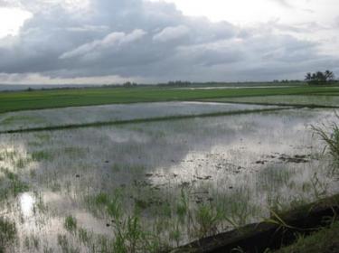 Campos de arroz orgánico.
