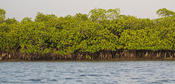 Vegetación típica de los manglares de las islas de Petit Kassa